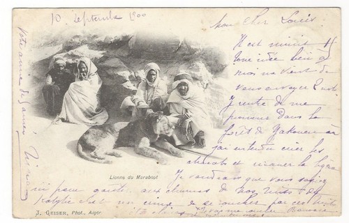 18/795 cartolina gatto